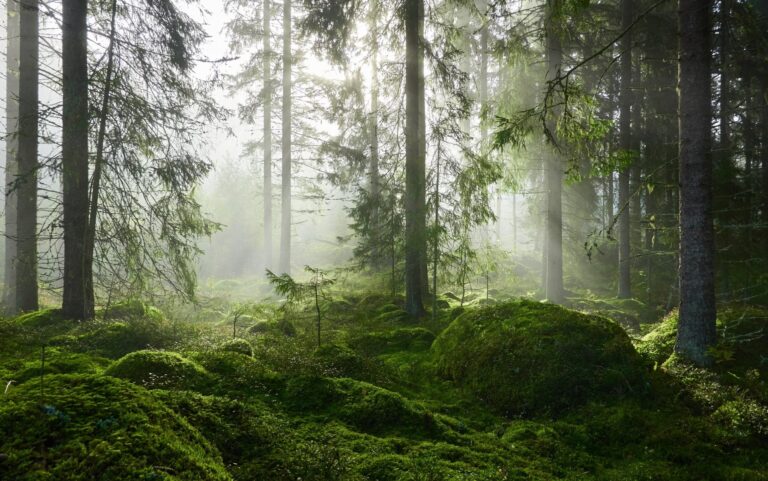 Auringonvalo suodattuu tiheän sammaloituneen metsän korkeiden mäntyjen läpi. Sumu täyttää ilman ja luo rauhallisen ja vehreän tunnelman metsänpohjaan.